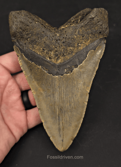 Authentic, 5.56" Fossil Megalodon Tooth - Meg Ledge, North Carolina - Fossil Driven