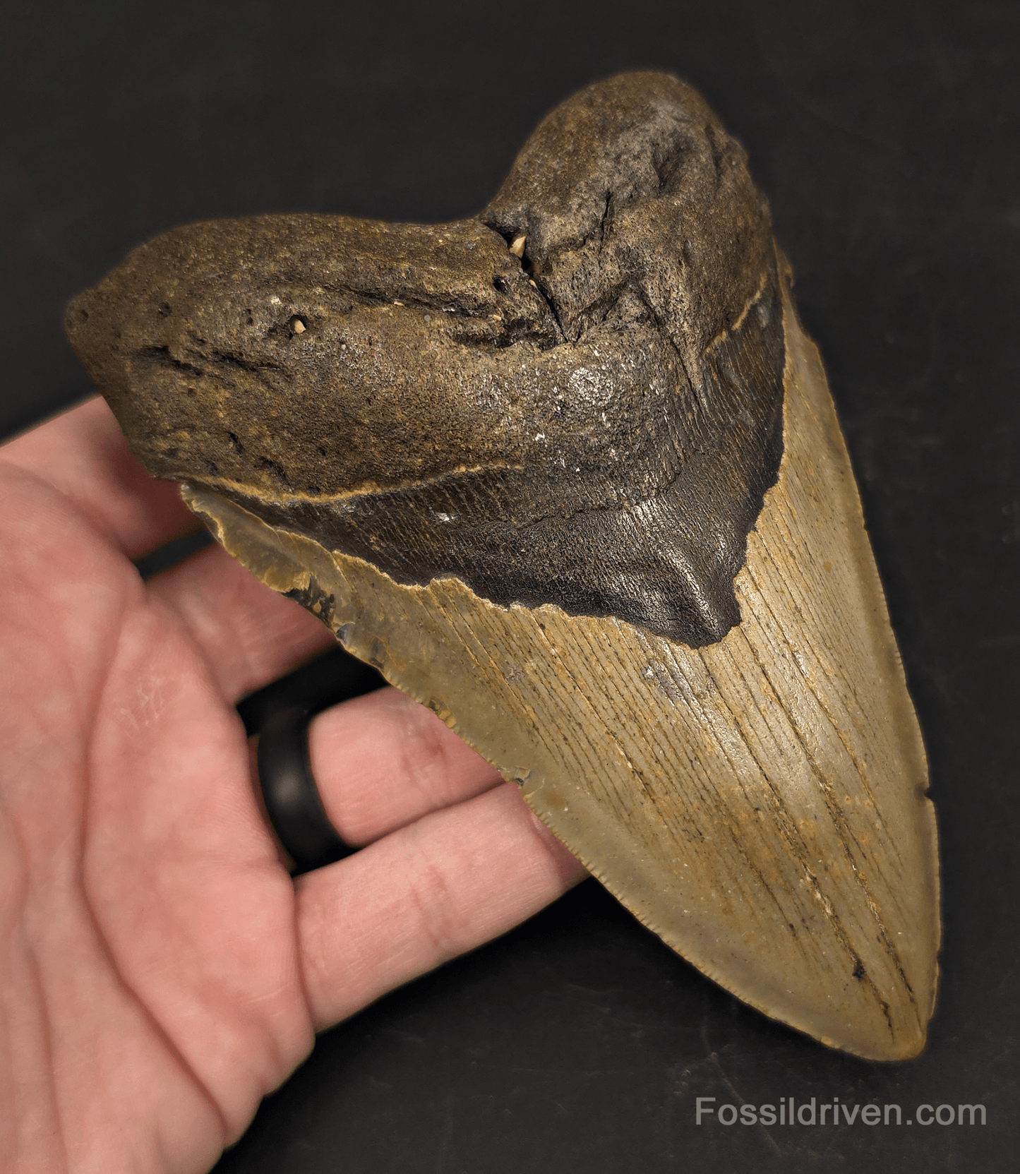 Authentic, 5.56" Fossil Megalodon Tooth - Meg Ledge, North Carolina - Fossil Driven