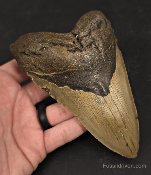 Authentic, 5.56" Fossil Megalodon Tooth - Meg Ledge, North Carolina - Fossil Driven