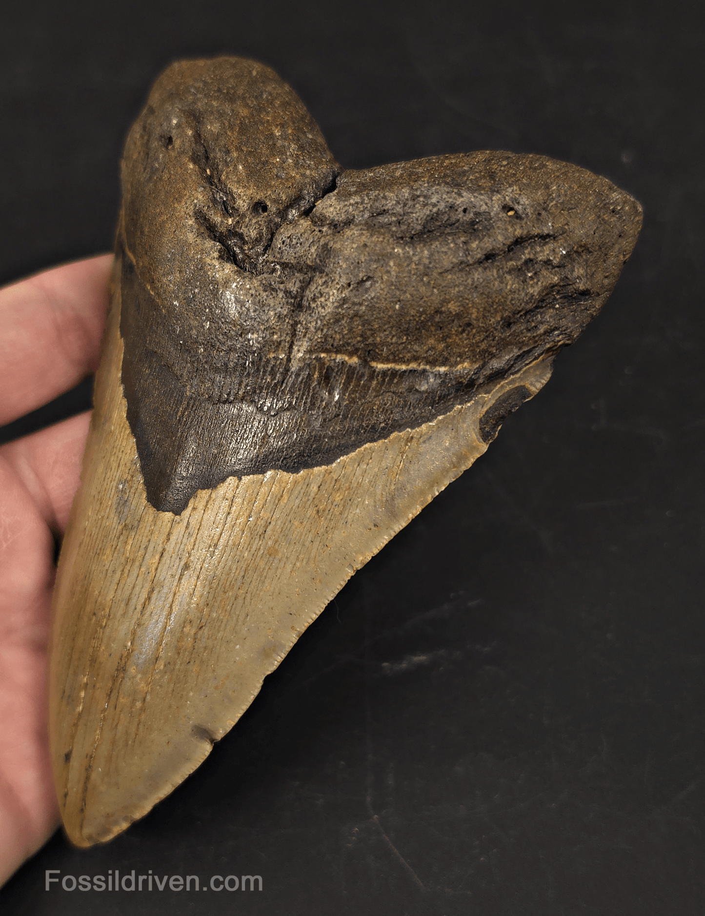 Authentic, 5.56" Fossil Megalodon Tooth - Meg Ledge, North Carolina - Fossil Driven