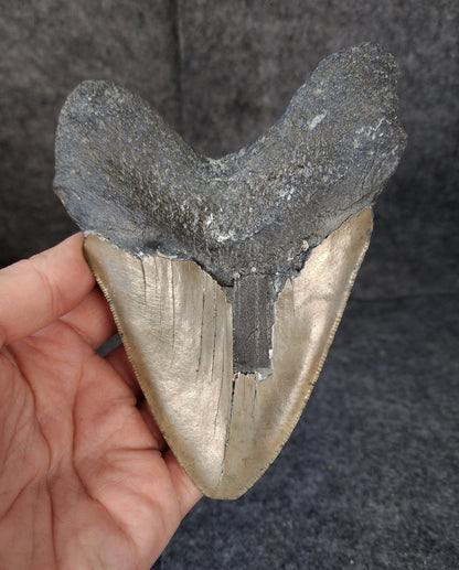Authentic, 5.58" Fossil Megalodon Tooth - Meg Ledge - Fossil Driven