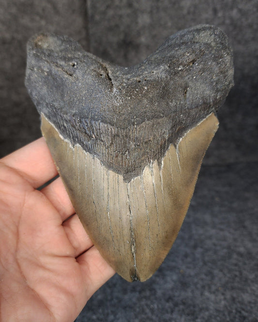 Authentic, 5.58" Fossil Megalodon Tooth - Meg Ledge - Fossil Driven