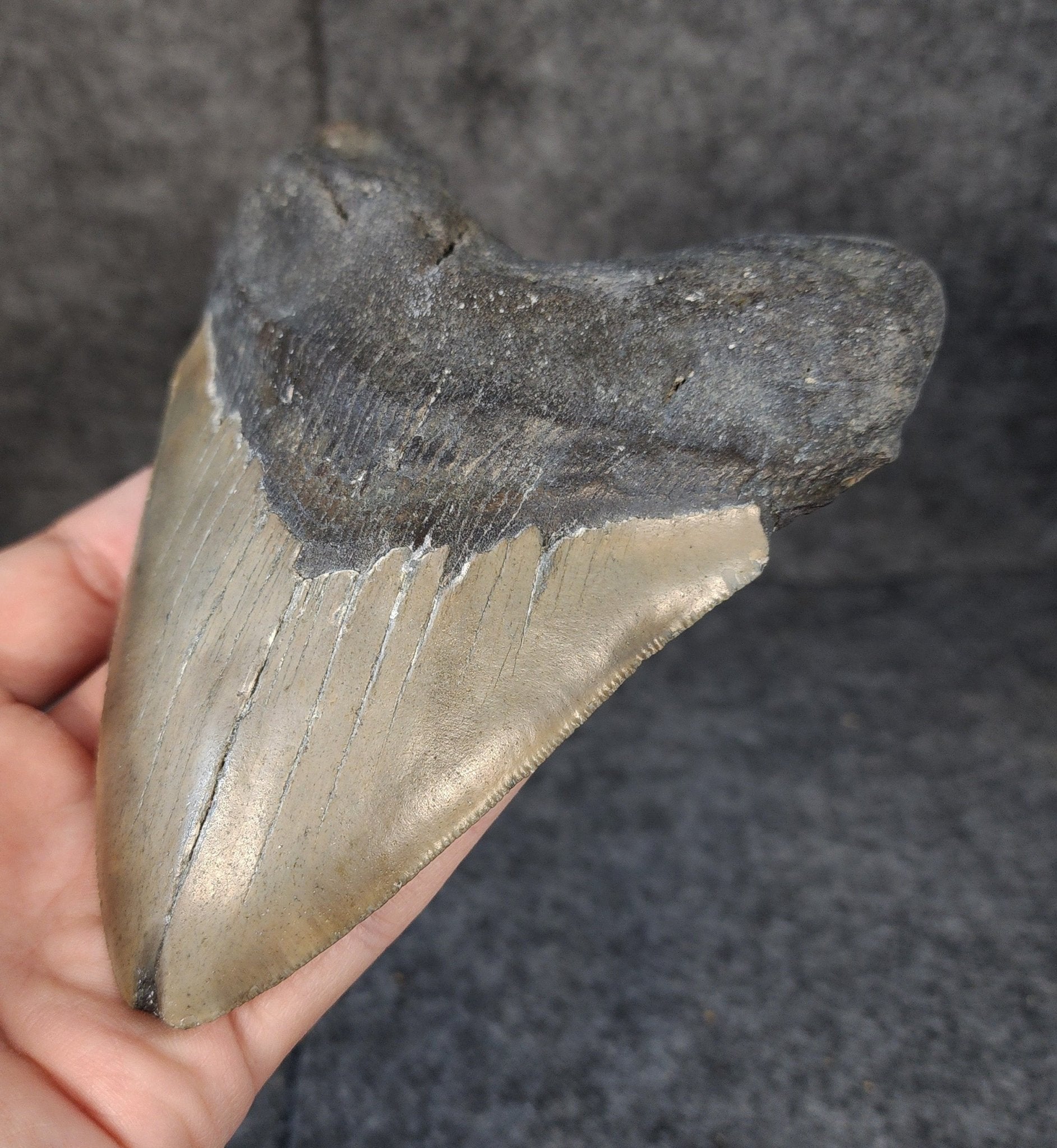 Authentic, 5.58" Fossil Megalodon Tooth - Meg Ledge - Fossil Driven