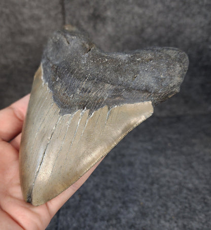 Authentic, 5.58" Fossil Megalodon Tooth - Meg Ledge - Fossil Driven