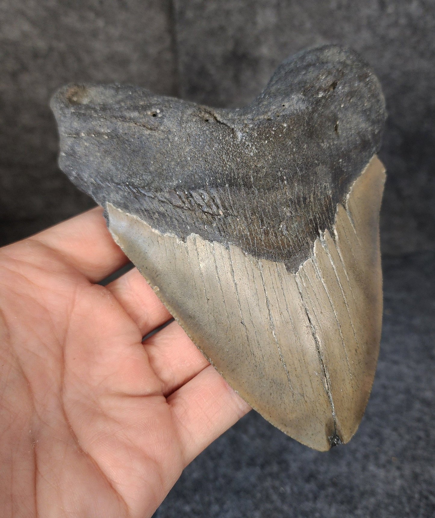 Authentic, 5.58" Fossil Megalodon Tooth - Meg Ledge - Fossil Driven