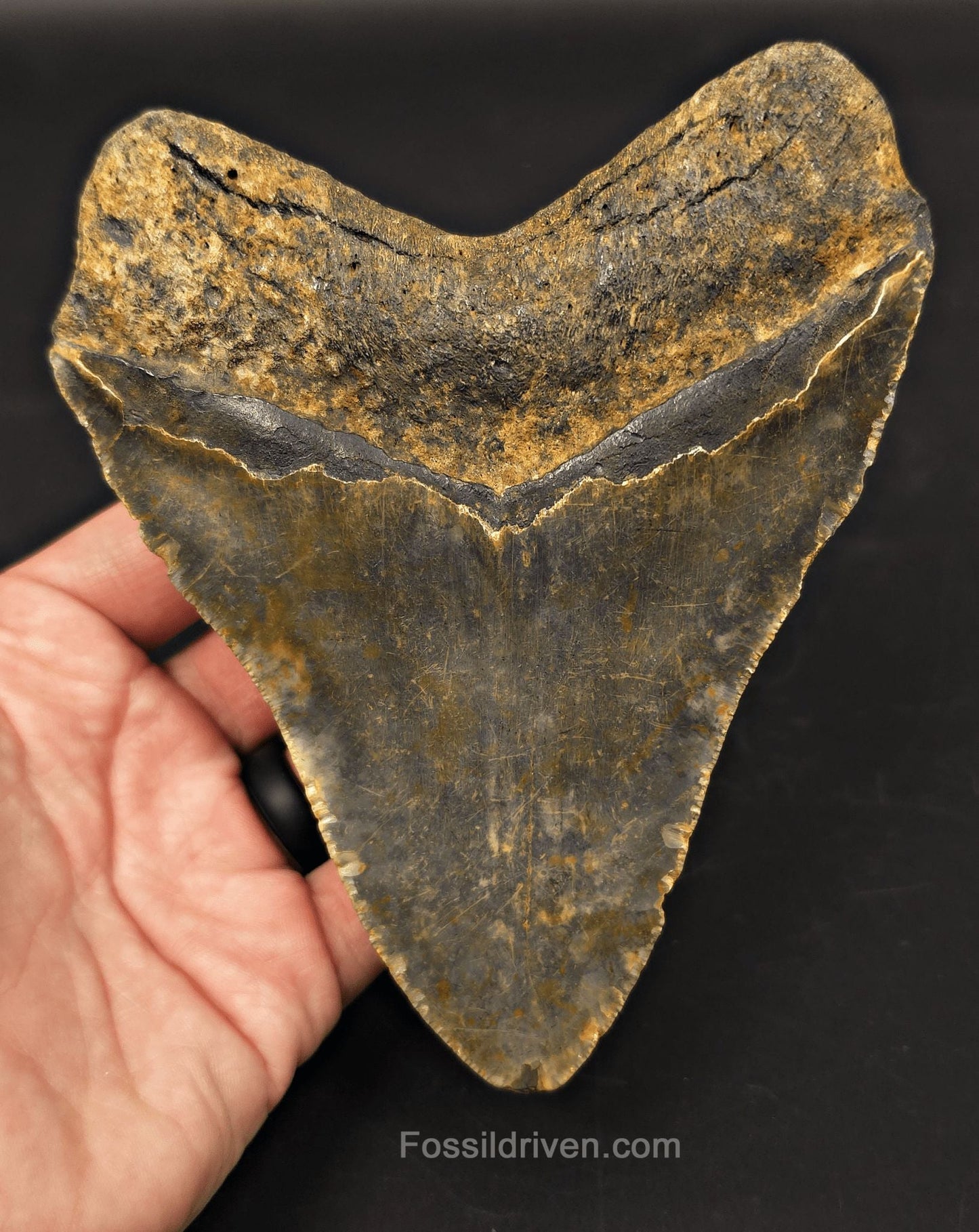 Authentic, 5.59" Fossil Megalodon Tooth - Meg Ledge, North Carolina - Fossil Driven