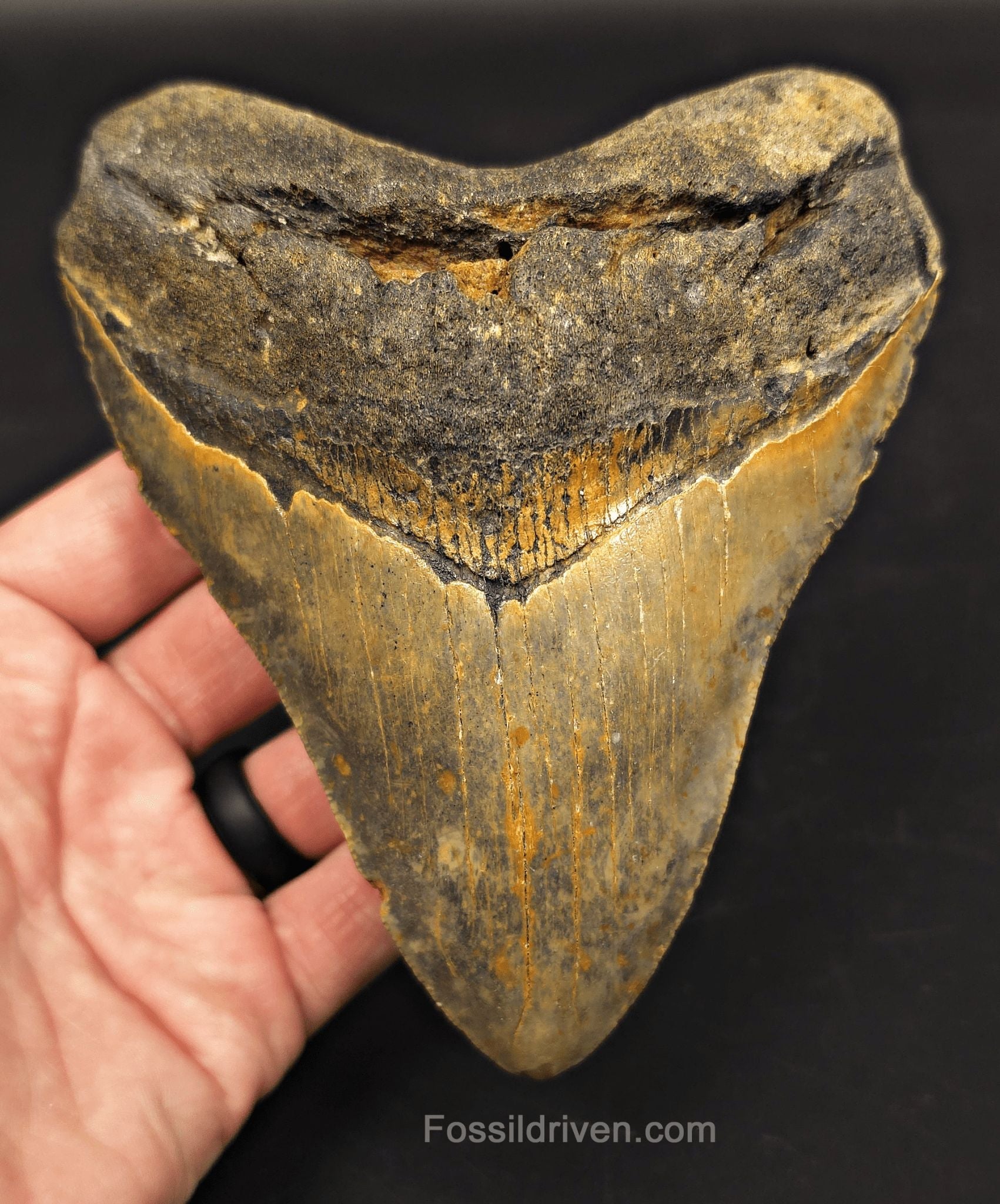 Authentic, 5.59" Fossil Megalodon Tooth - Meg Ledge, North Carolina - Fossil Driven