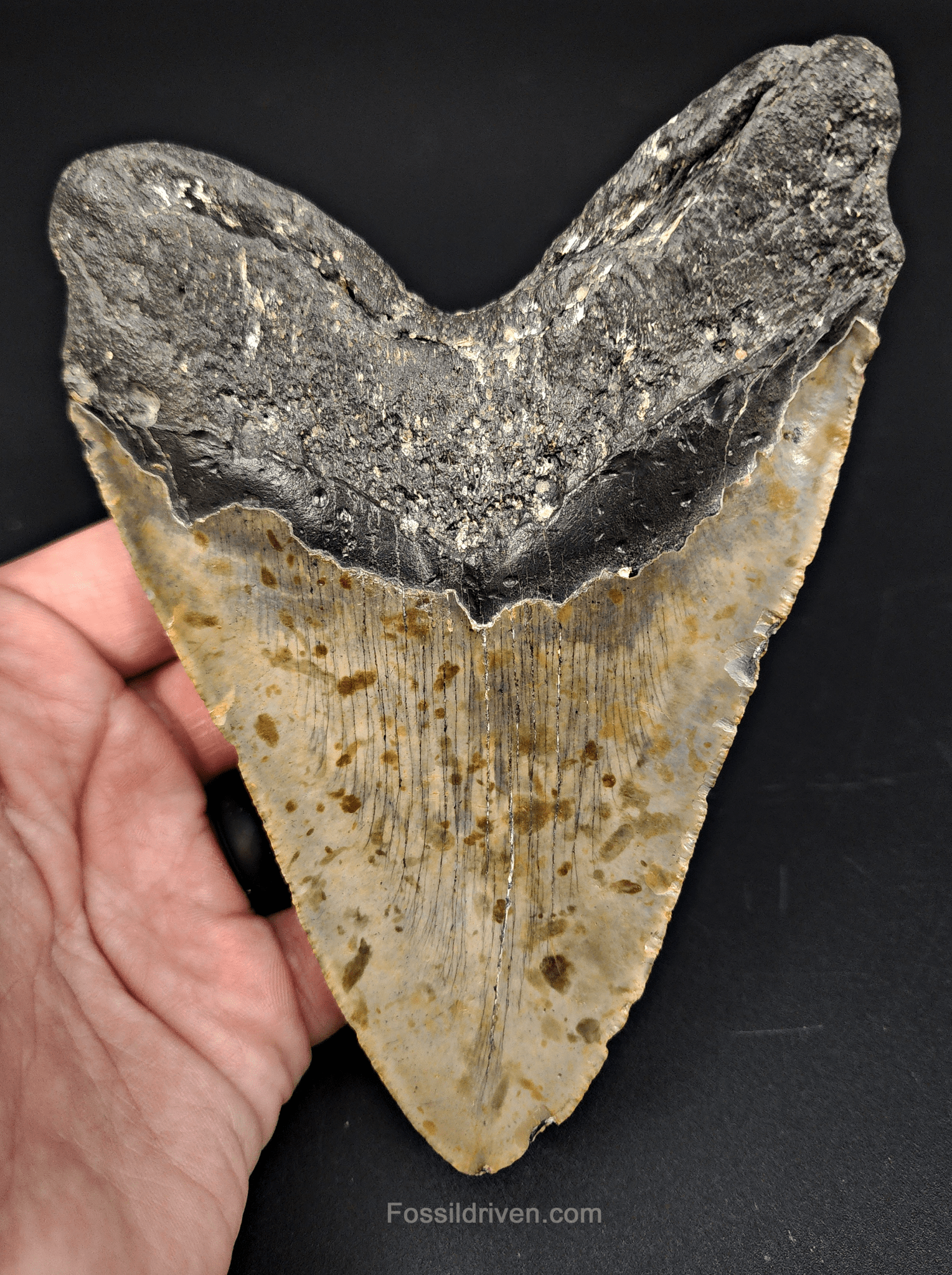 Authentic, 5.61" Fossil Megalodon Tooth - Meg Ledge - Fossil Driven
