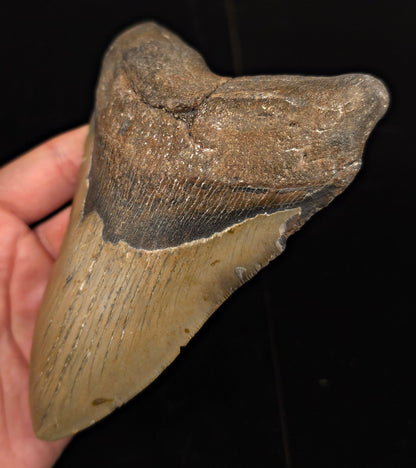 Authentic, 5.61" Fossil Megalodon Tooth - Meg Ledge, North Carolina - Fossil Driven