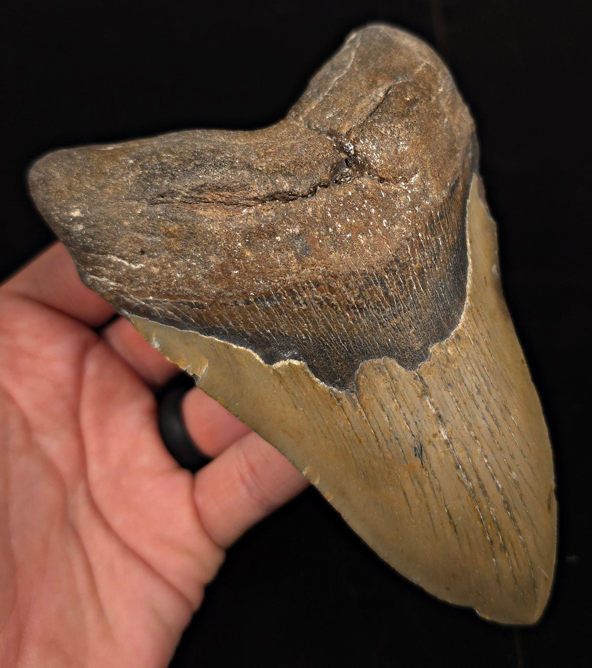 Authentic, 5.61" Fossil Megalodon Tooth - Meg Ledge, North Carolina - Fossil Driven
