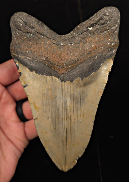 Authentic, 5.61" Fossil Megalodon Tooth - Meg Ledge, North Carolina - Fossil Driven