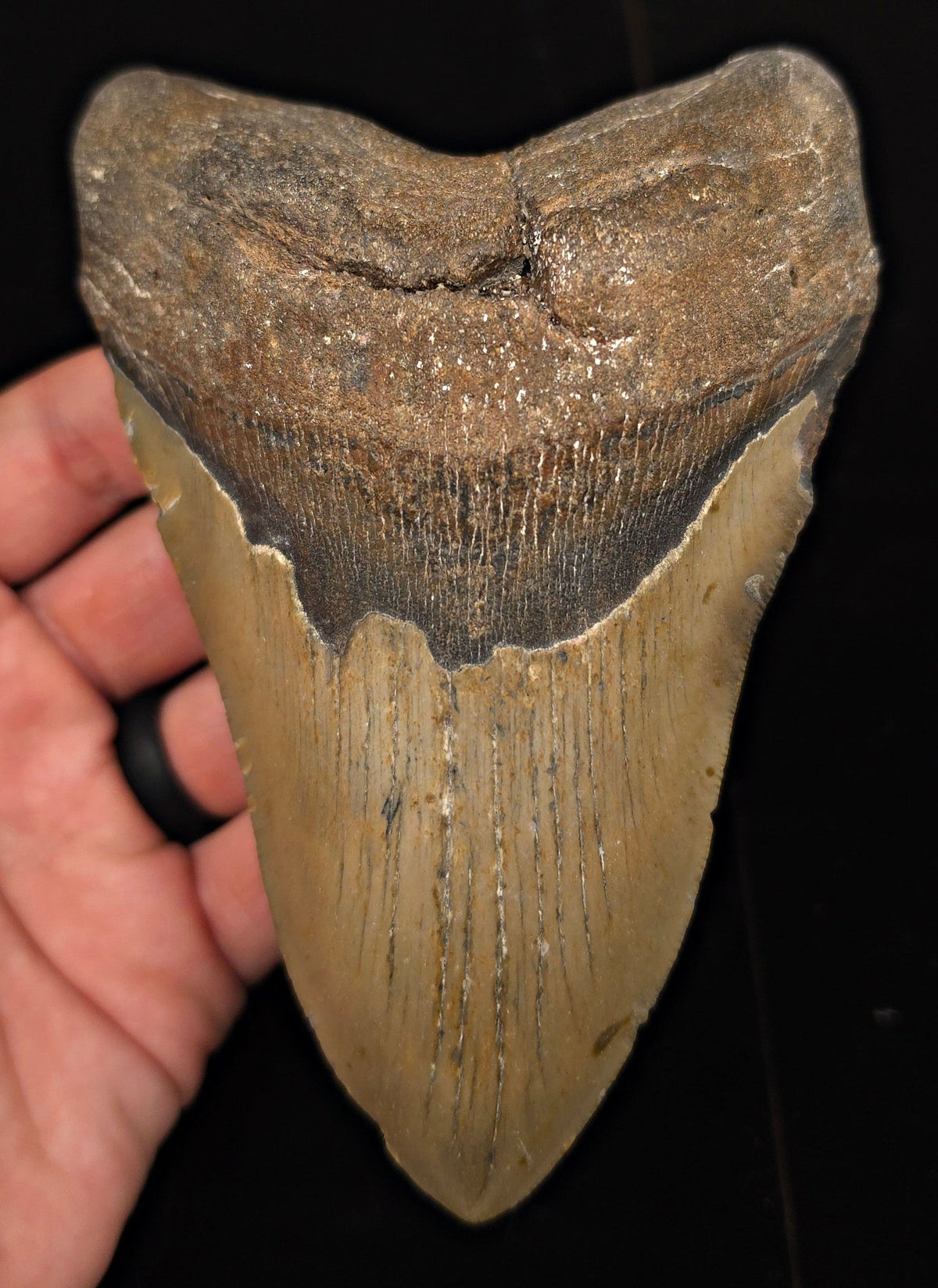 Authentic, 5.61" Fossil Megalodon Tooth - Meg Ledge, North Carolina - Fossil Driven
