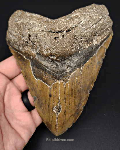 Authentic, 5.63" Fossil Megalodon Tooth - Meg Ledge - Fossil Driven