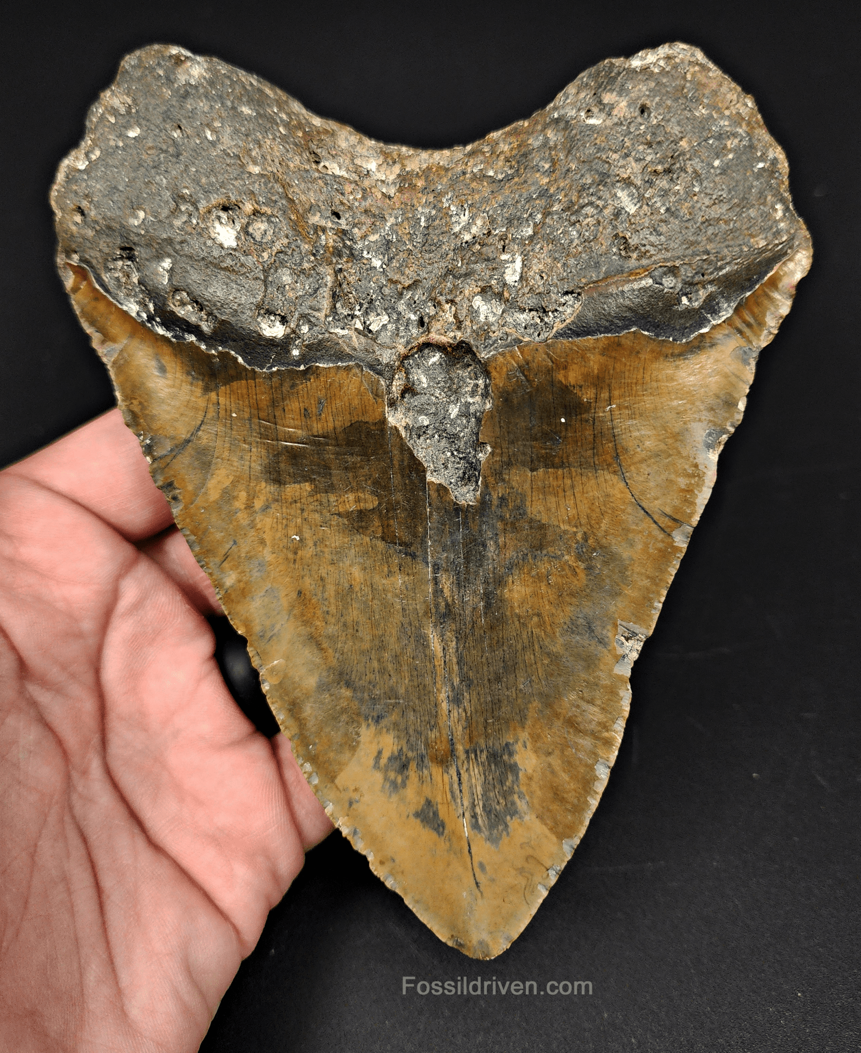 Authentic, 5.63" Fossil Megalodon Tooth - Meg Ledge - Fossil Driven