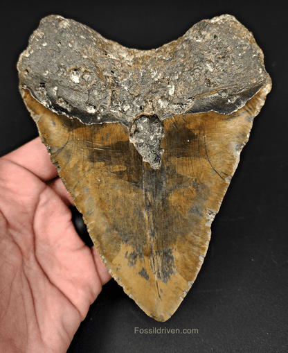 Authentic, 5.63" Fossil Megalodon Tooth - Meg Ledge - Fossil Driven