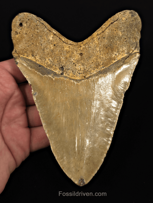 Authentic, 5.65" Fossil Megalodon Tooth - Meg Ledge, North Carolina - Fossil Driven