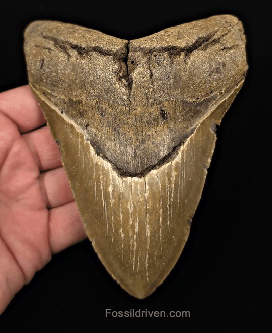 Authentic, 5.65" Fossil Megalodon Tooth - Meg Ledge, North Carolina - Fossil Driven