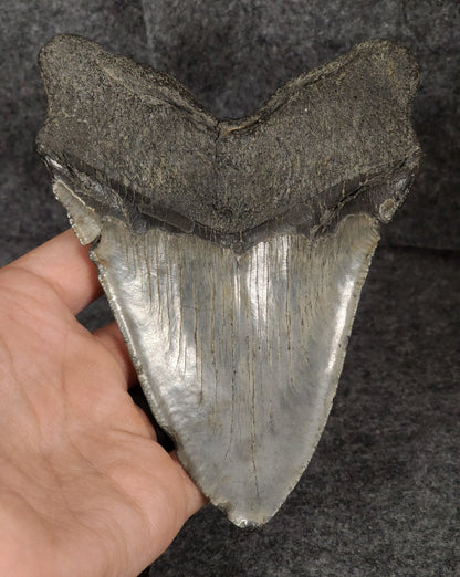 Authentic, 5.66" Fossil Megalodon Tooth - South Carolina - Fossil Driven