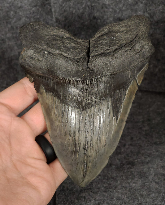 Authentic, 5.66" Fossil Megalodon Tooth - South Carolina - Fossil Driven
