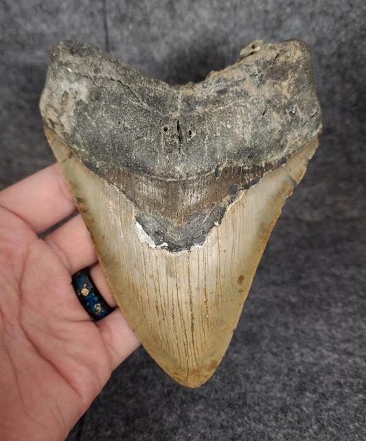Authentic, 5.70" Fossil Megalodon Tooth - Meg Ledge - Fossil Driven