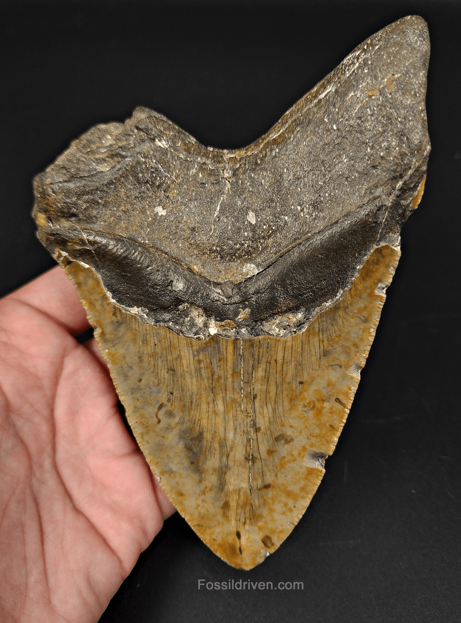 Authentic, 5.81" Fossil Megalodon Tooth - Meg Ledge - Fossil Driven