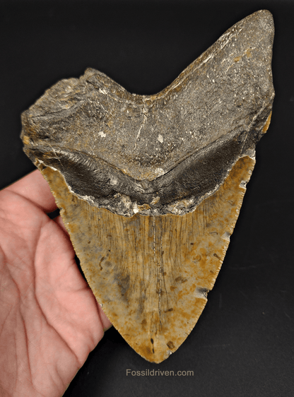 Authentic, 5.81" Fossil Megalodon Tooth - Meg Ledge - Fossil Driven