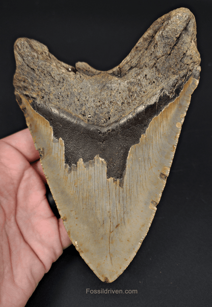 Authentic, 6.04" Fossil Megalodon Tooth - Meg Ledge - Fossil Driven