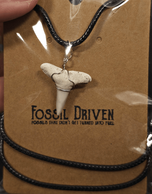 Authentic, Fossil Lemon Shark Tooth Necklace | Fossil Driven - Fossil Driven