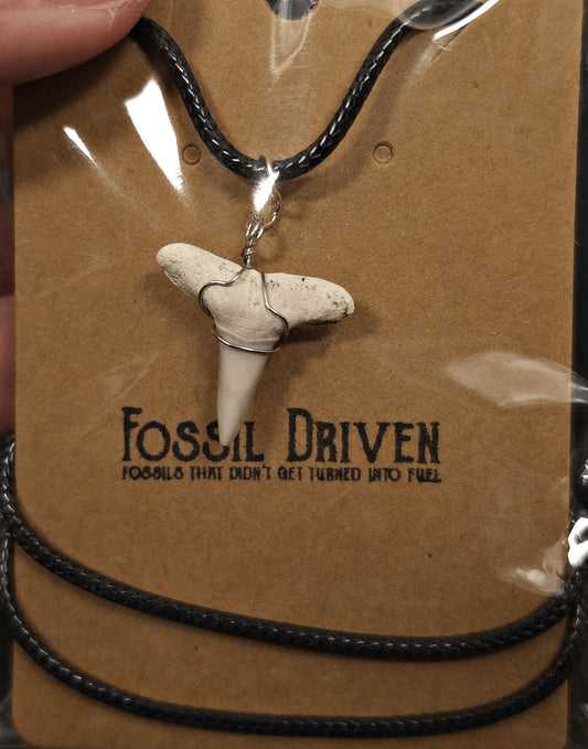Authentic, Fossil Lemon Shark Tooth Necklace | Fossil Driven - Fossil Driven
