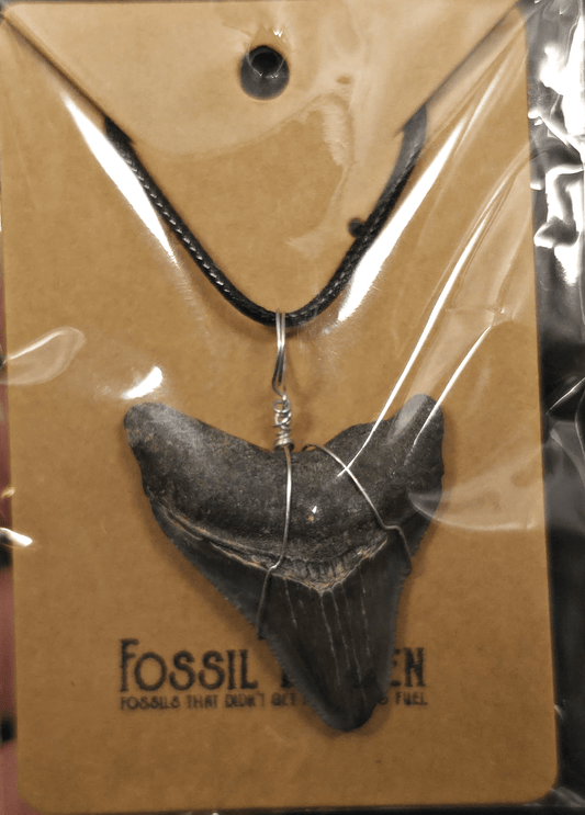 Authentic, Fossil Megalodon Shark Tooth Necklace | Fossil Driven - Fossil Driven