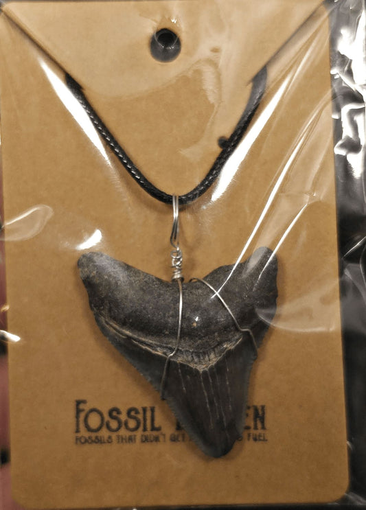 Authentic, Fossil Megalodon Shark Tooth Necklace | Fossil Driven (Necklace 27) - Fossil Driven
