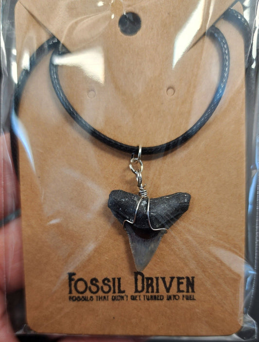 Authentic, Fossil Requiem Shark Tooth Necklace - Fossil Driven