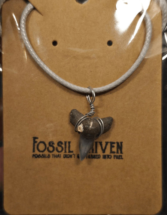 Authentic, Fossil Requiem Shark Tooth Necklace (Necklace 25) - Fossil Driven
