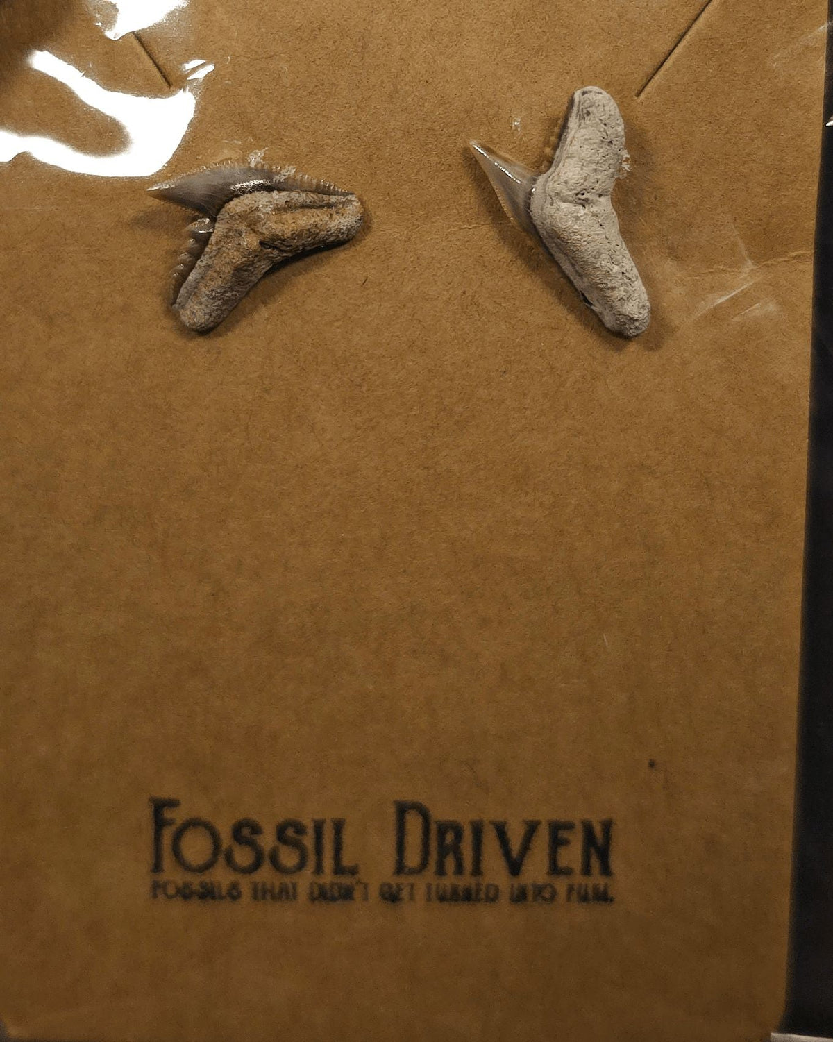 Authentic, Fossil Tiger Shark Tooth Stud Earrings - Fossil Driven