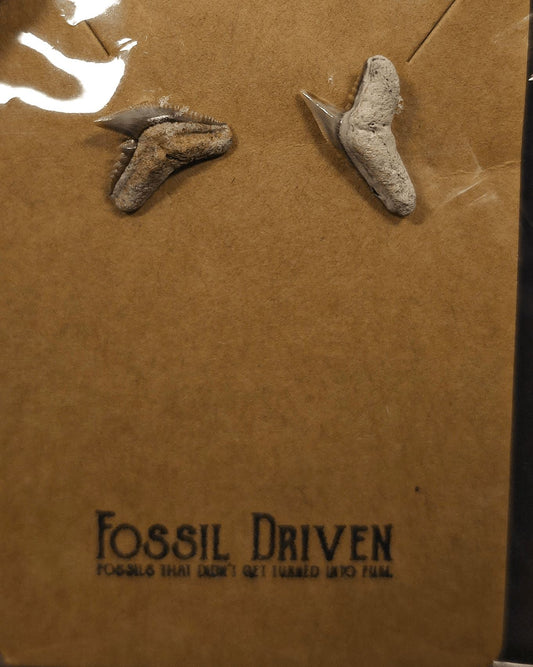 Authentic, Fossil Tiger Shark Tooth Stud Earrings - Fossil Driven