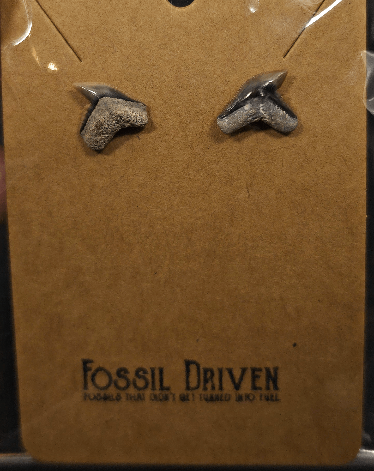 Authentic, Fossil Tiger Shark Tooth Stud Earrings - Fossil Driven
