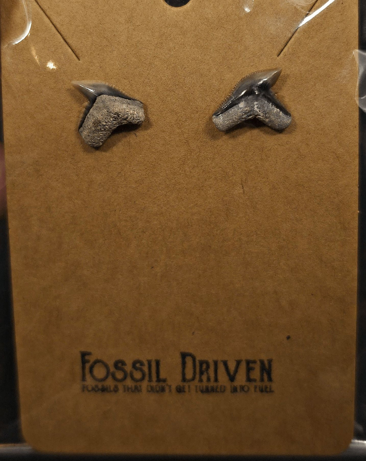 Authentic, Fossil Tiger Shark Tooth Stud Earrings | Fossil Driven - Fossil Driven