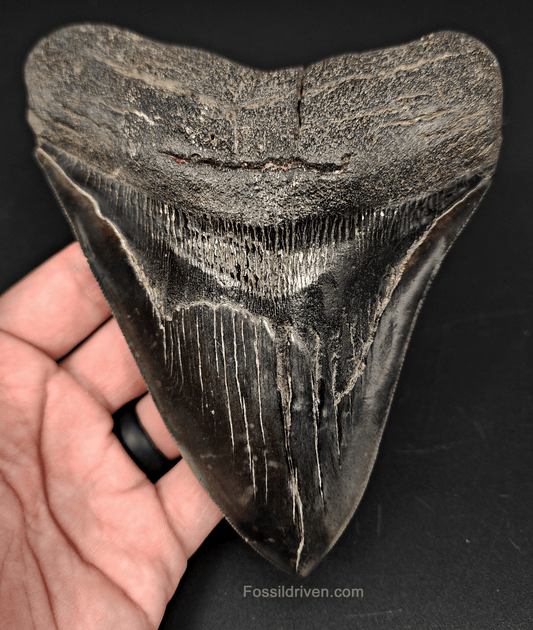 Authentic & Huge, 5.93" Fossil Megalodon Tooth - South Carolina - Fossil Driven