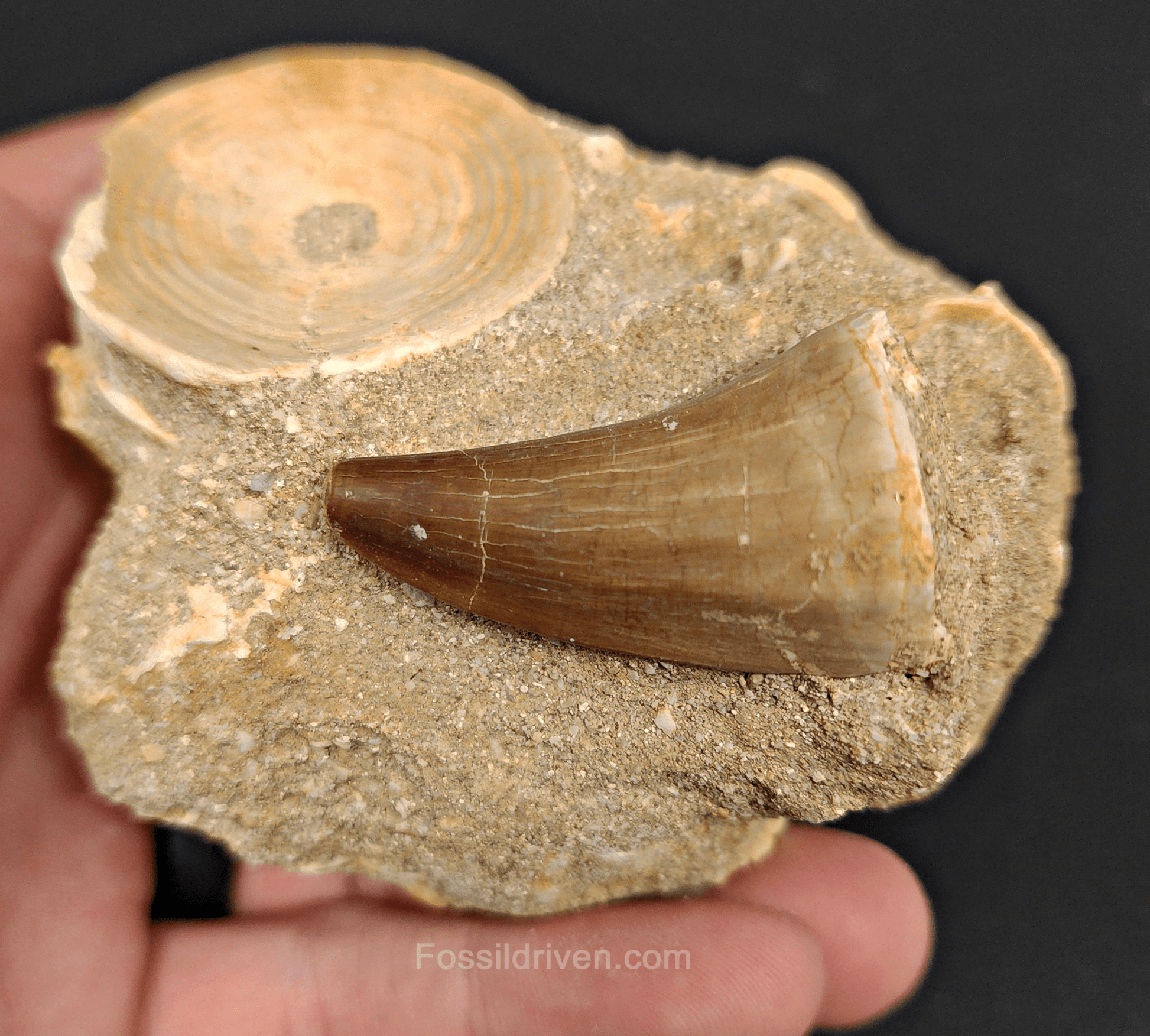 Authentic Mosasaur Tooth in Matrix with Otodus Shark Vertebrae – 3.34" Matrix, 1.50" Tooth - Fossil Driven