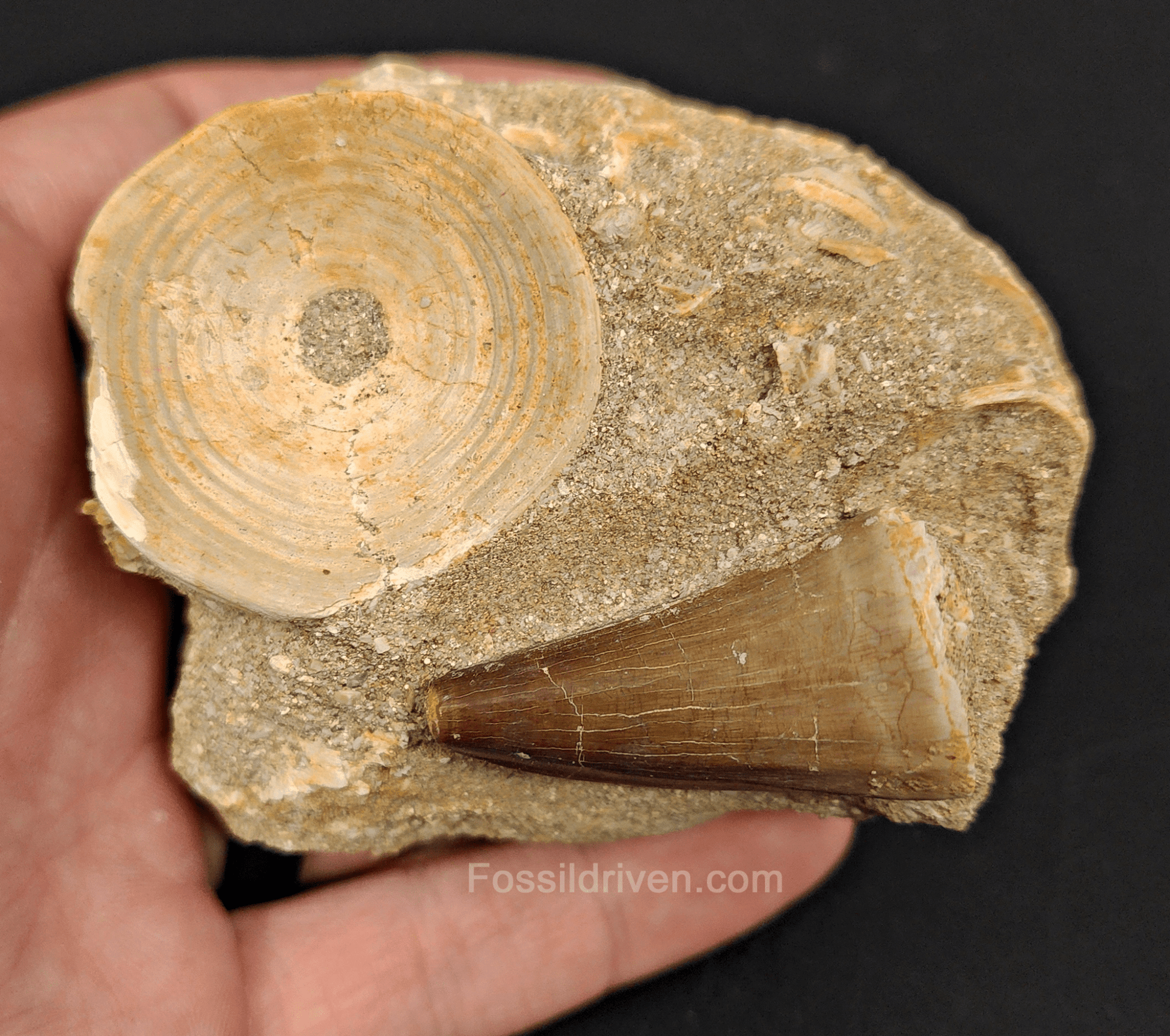 Authentic Mosasaur Tooth in Matrix with Otodus Shark Vertebrae – 3.34" Matrix, 1.50" Tooth - Fossil Driven