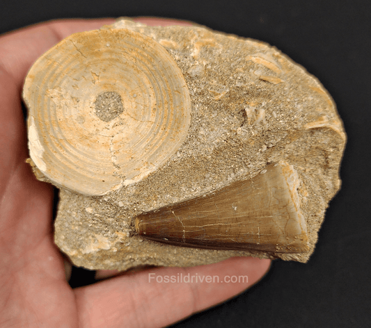 Authentic Mosasaur Tooth in Matrix with Otodus Shark Vertebrae – 3.34" Matrix, 1.50" Tooth - Fossil Driven