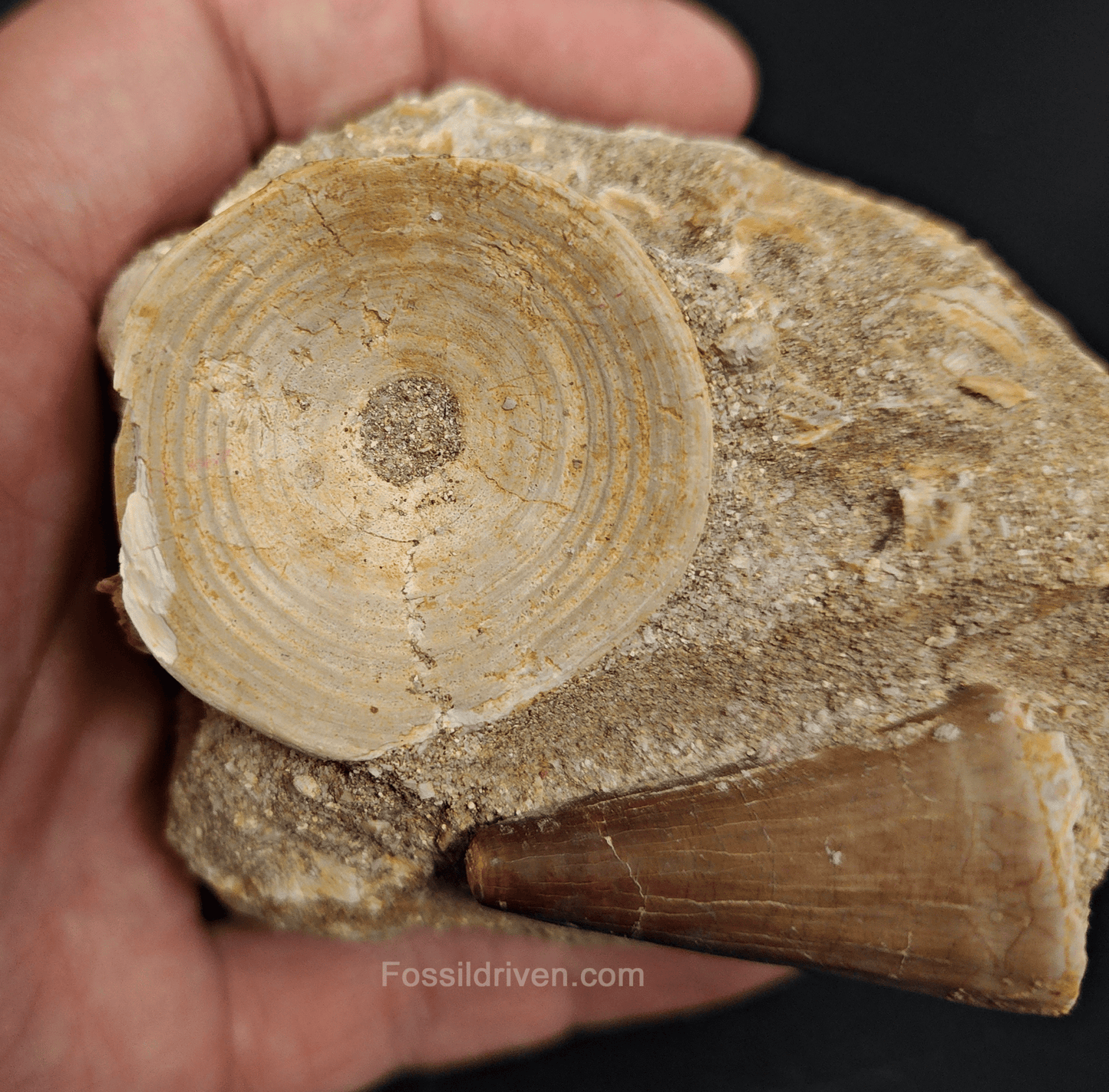 Authentic Mosasaur Tooth in Matrix with Otodus Shark Vertebrae – 3.34" Matrix, 1.50" Tooth - Fossil Driven