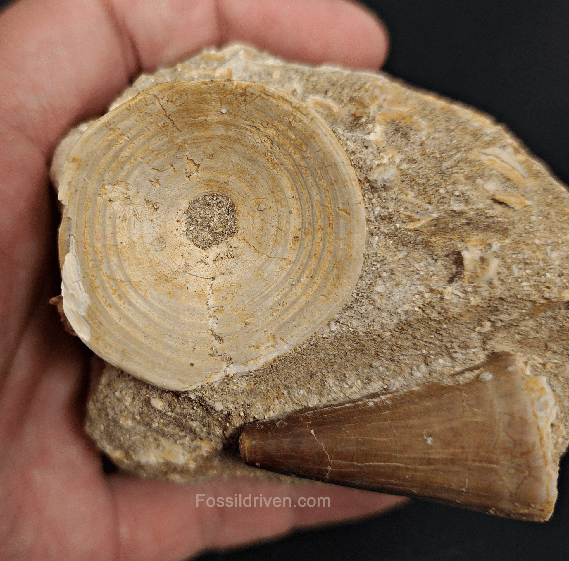 Authentic Mosasaur Tooth in Matrix with Otodus Shark Vertebrae – 3.34" Matrix, 1.50" Tooth - Fossil Driven