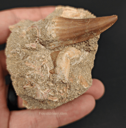 Authentic Mosasaur Tooth with Otodus Shark Tooth in Matrix – 1.47" Tooth, 2.42" Matrix - Fossil Driven