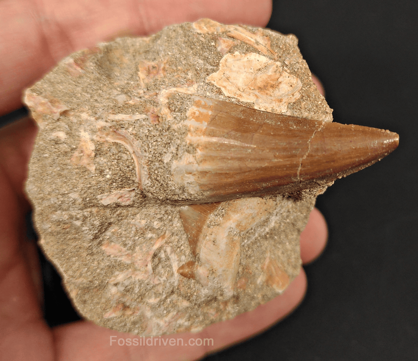 Authentic Mosasaur Tooth with Otodus Shark Tooth in Matrix – 1.47" Tooth, 2.42" Matrix - Fossil Driven