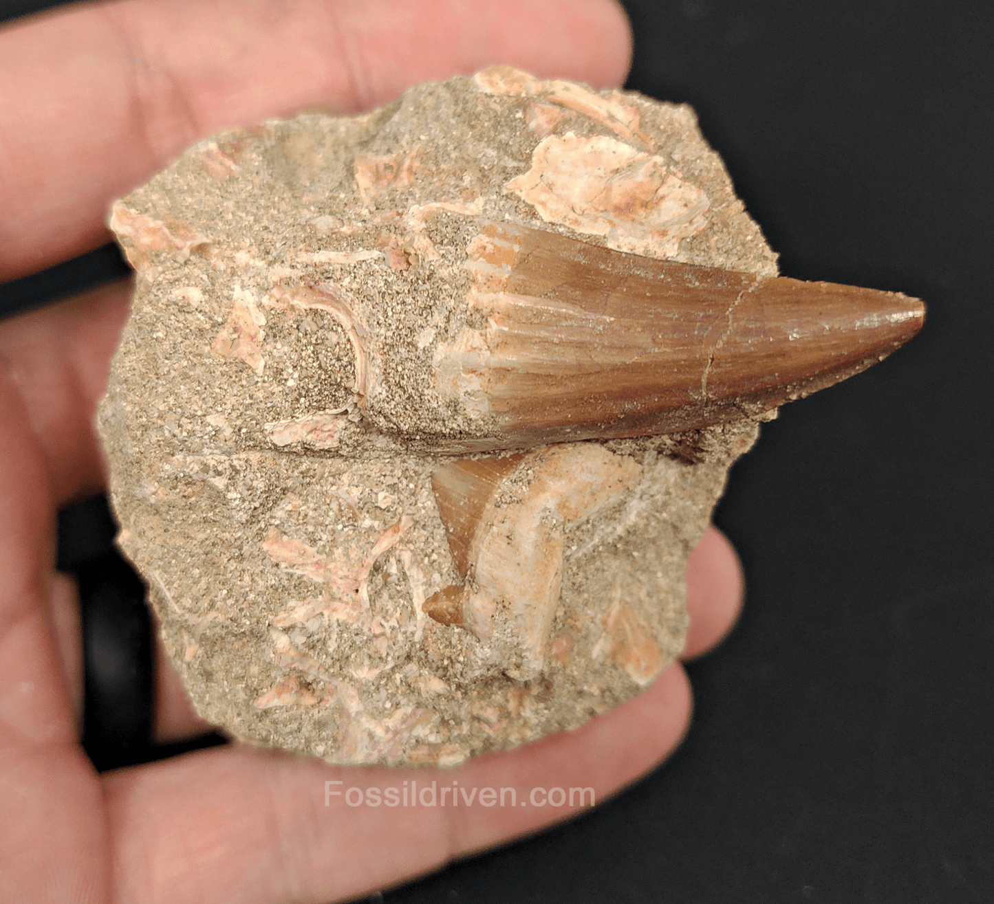 Authentic Mosasaur Tooth with Otodus Shark Tooth in Matrix – 1.47" Tooth, 2.42" Matrix - Fossil Driven