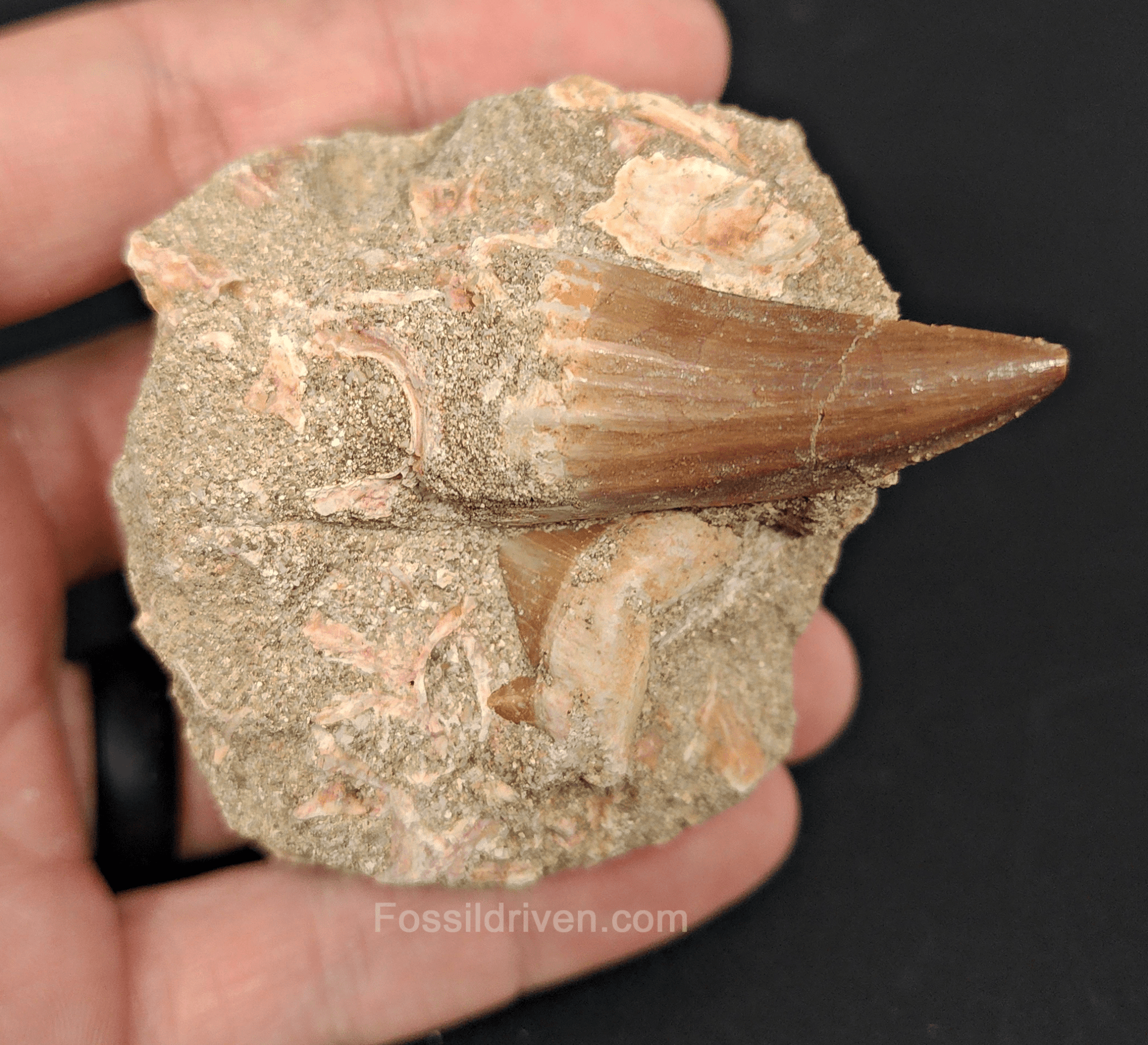 Authentic Mosasaur Tooth with Otodus Shark Tooth in Matrix – 1.47" Tooth, 2.42" Matrix - Fossil Driven