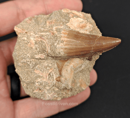 Authentic Mosasaur Tooth with Otodus Shark Tooth in Matrix – 1.47" Tooth, 2.42" Matrix - Fossil Driven