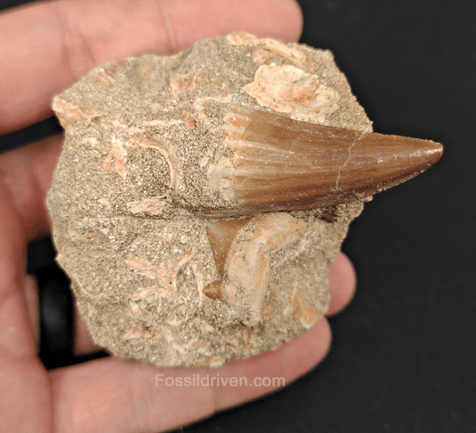Authentic Mosasaur Tooth with Otodus Shark Tooth in Matrix – 1.47" Tooth, 2.42" Matrix - Fossil Driven