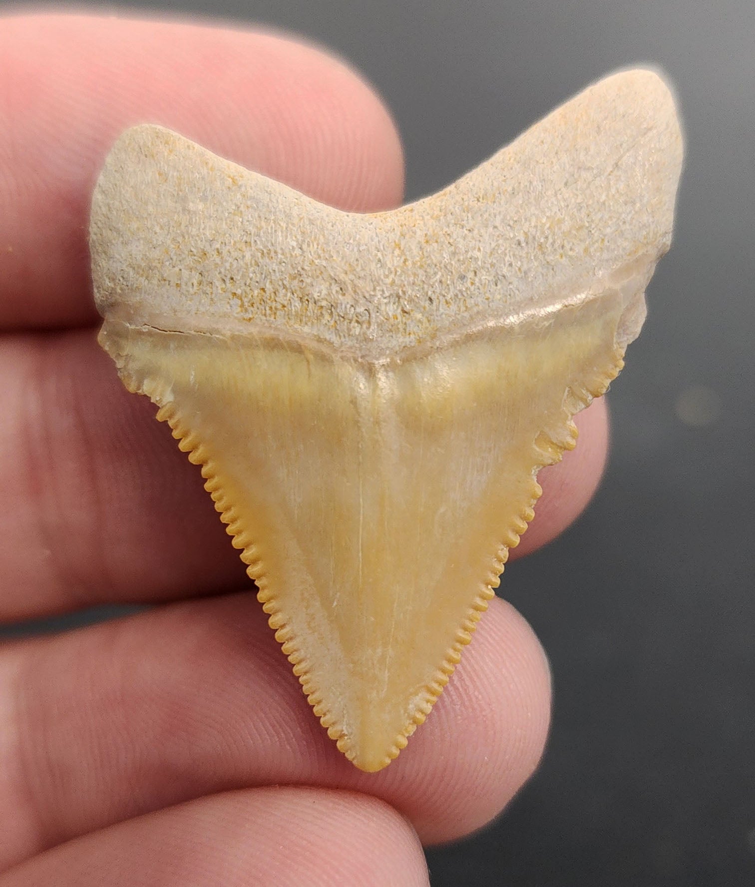 Baby, 1.49" Fossil Megalodon Tooth - Bone Valley, Florida - Fossil Driven